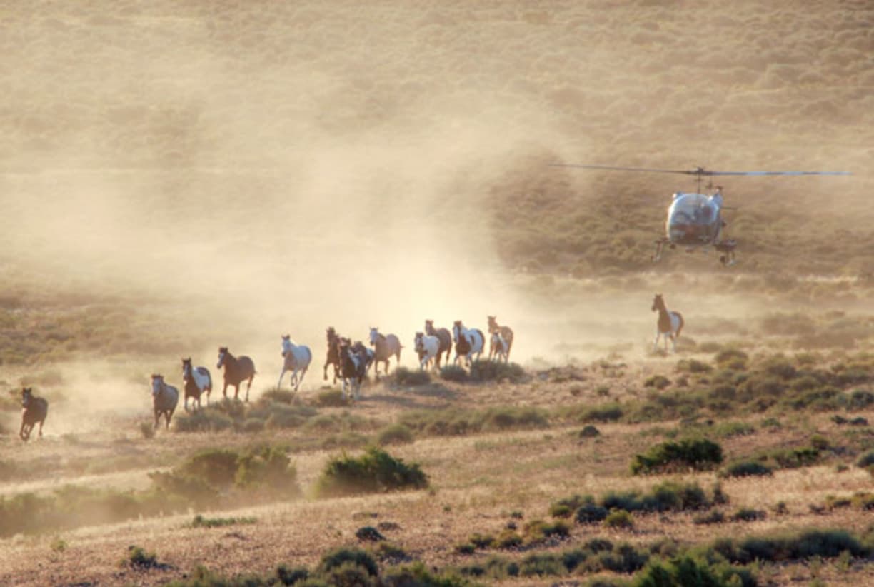 The BLM's "Management" System Is Broken