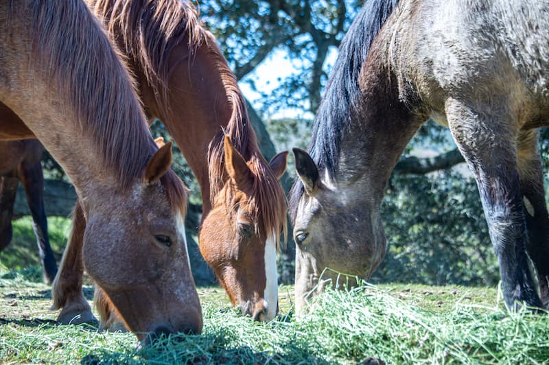 Sponsor a Bale of Hay