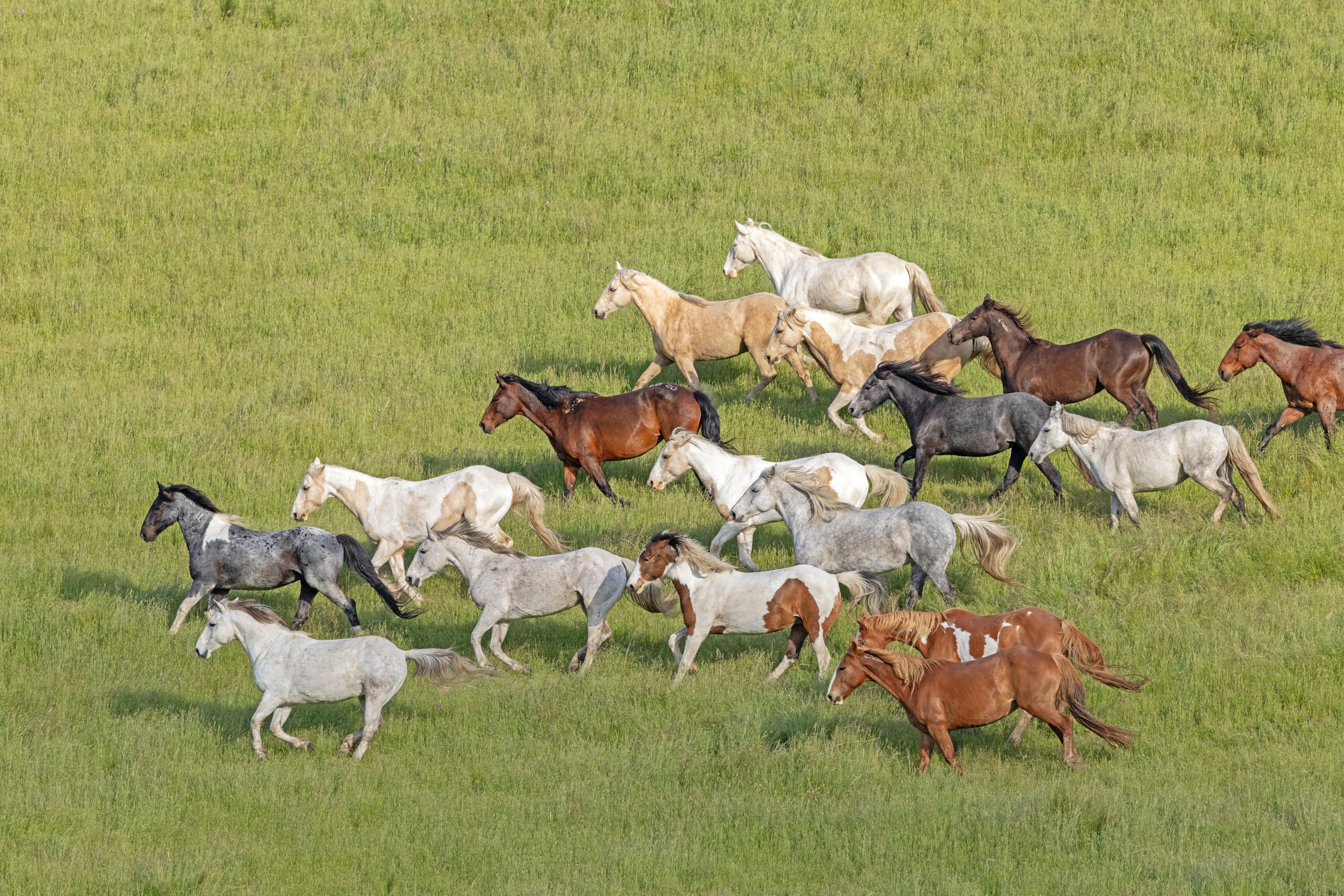 America's Wild Horses Are in Crisis