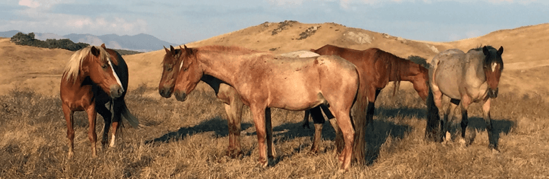 Alternate Picture Layout Image