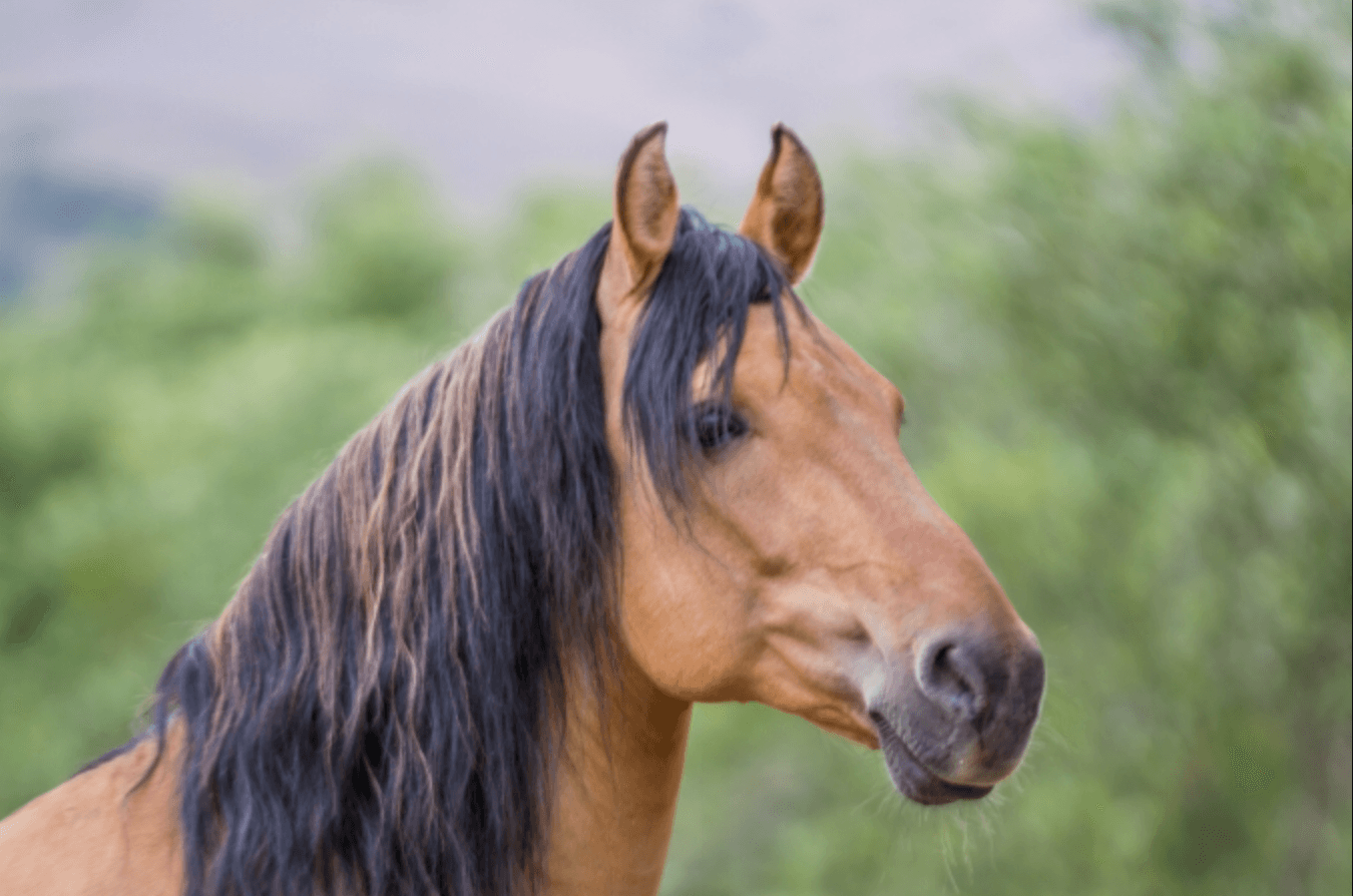 Alternate Picture Layout Image