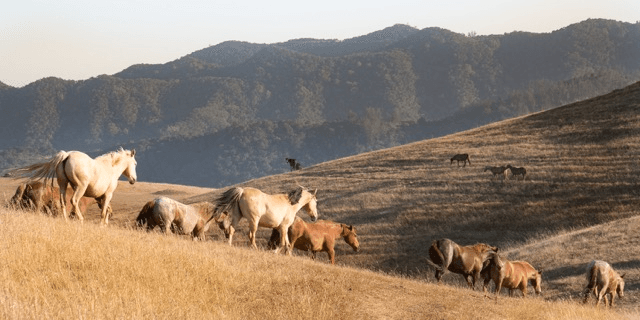 Alternate Picture Layout Image