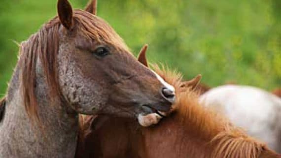 In Honor and Memory Gifts