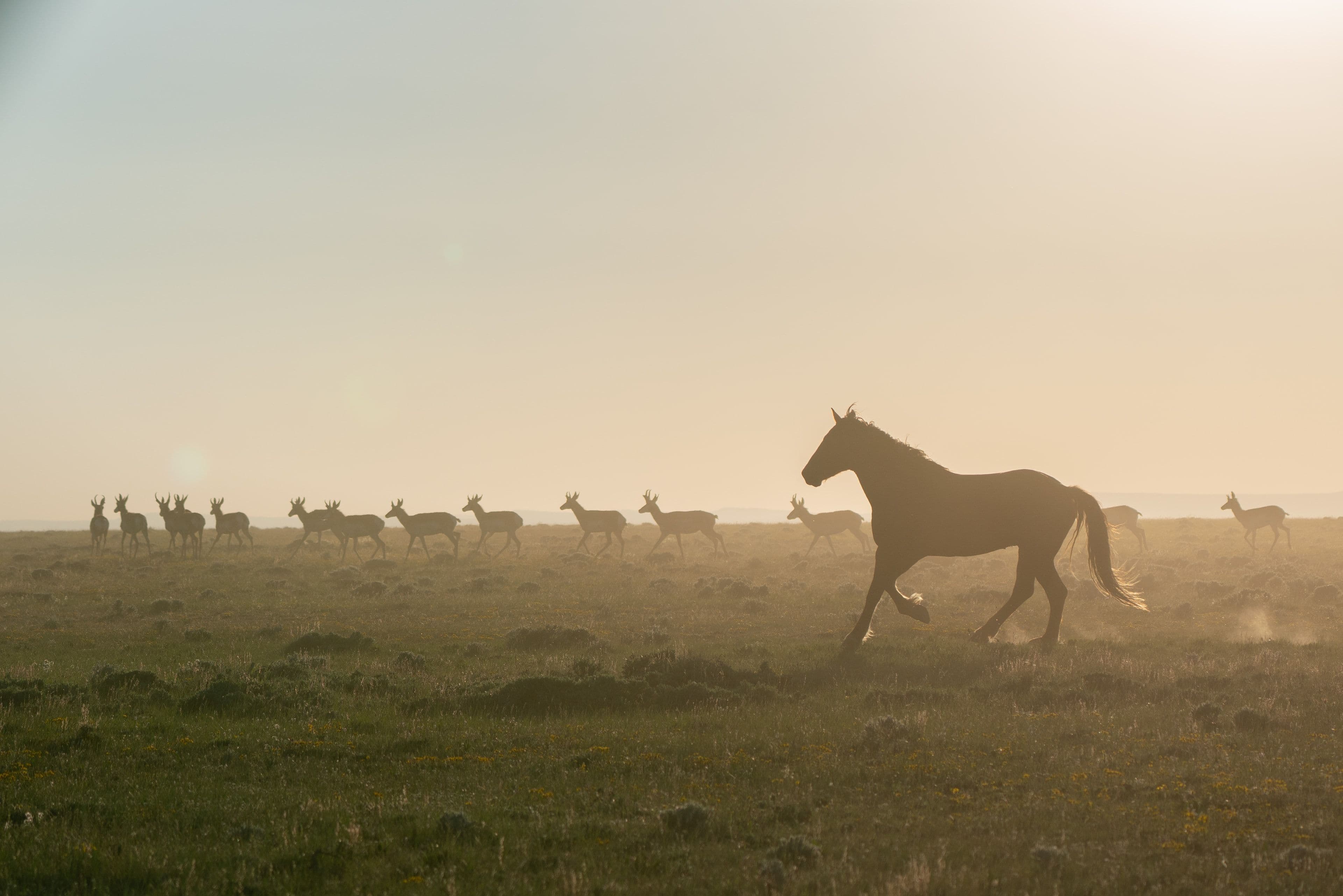 Wild horses at Return to Freedom