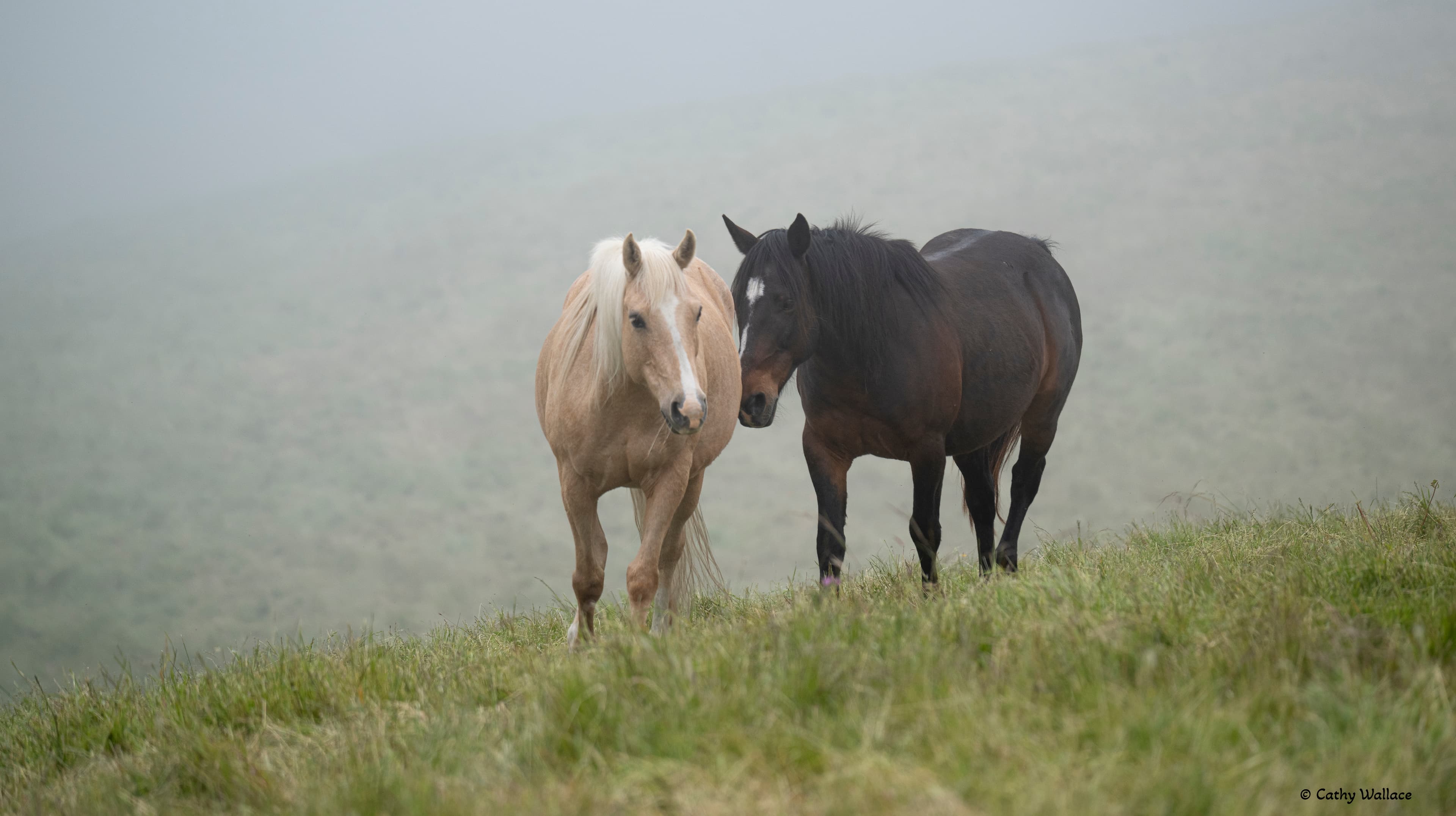 Ominous Horses