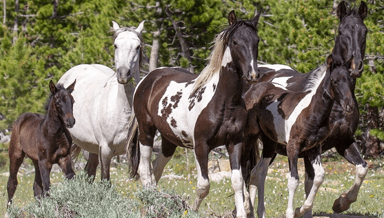 Return to Freedom Leads the Way