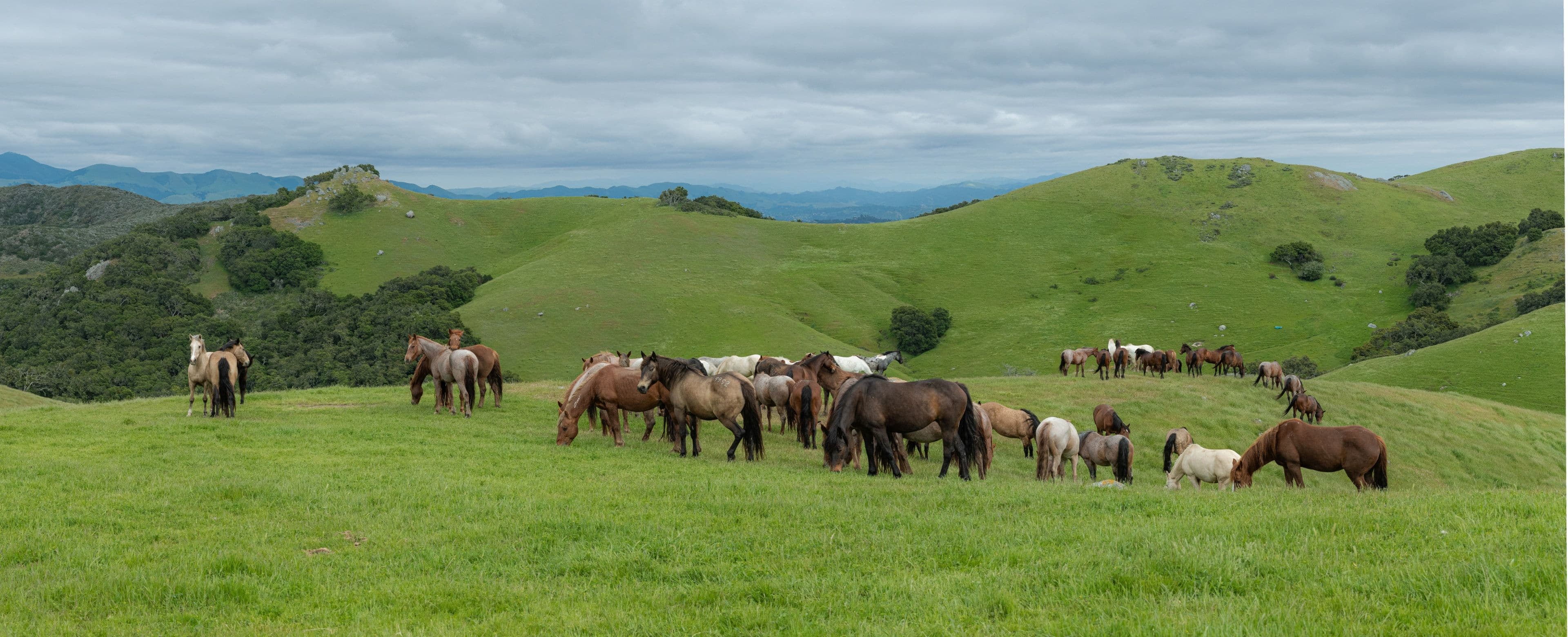 Horses in pasture