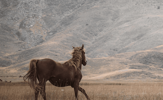 America's Wild Horses Are in Crisis