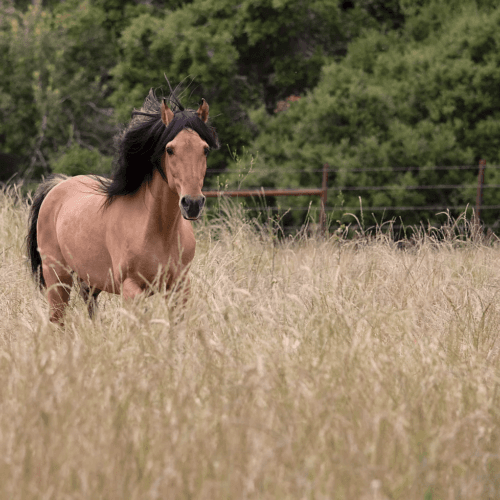 Spirit's Legacy Fund