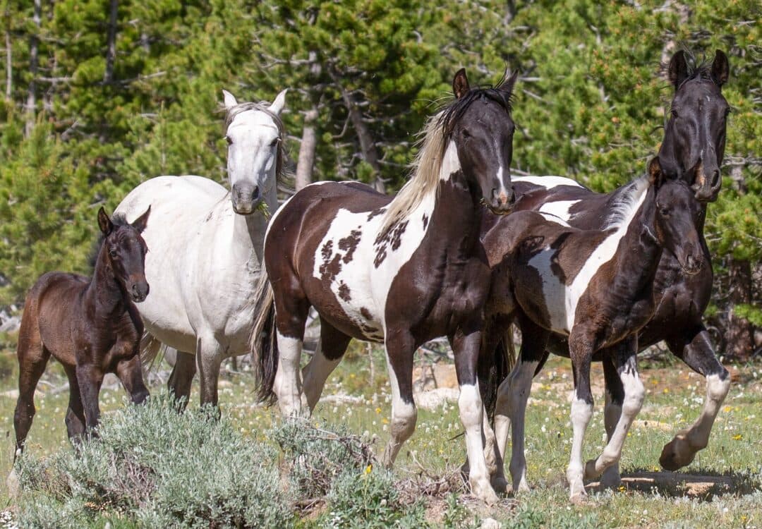 Sign a petition to end horse slaughter in the United States