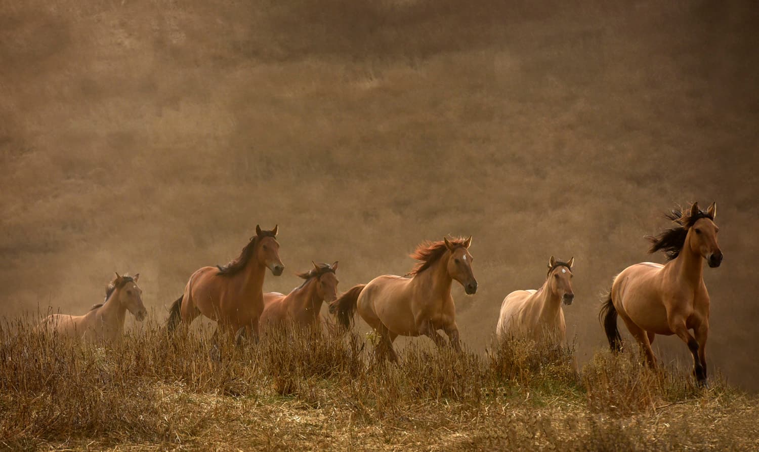 Wild horses in open landscape