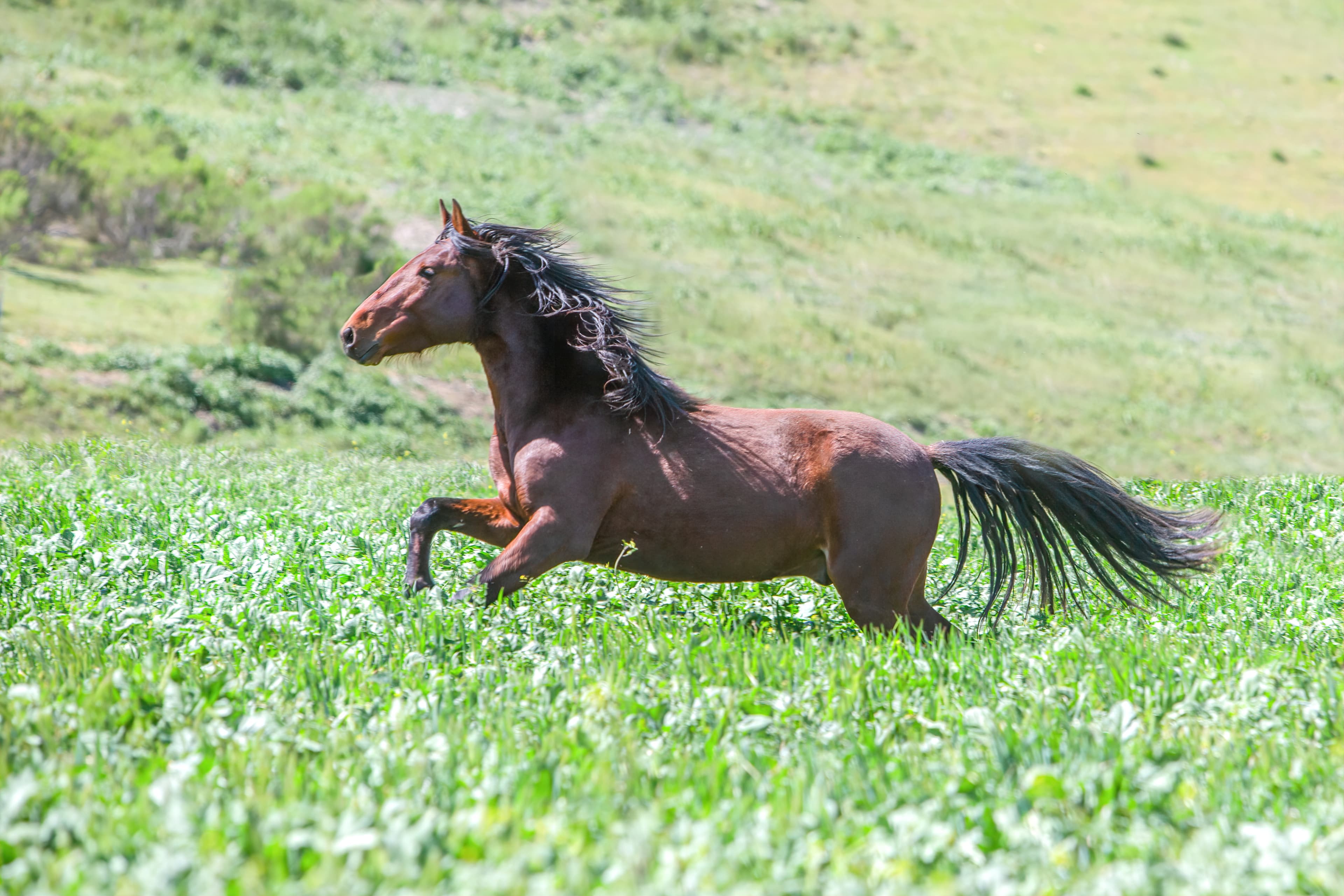 Population Management