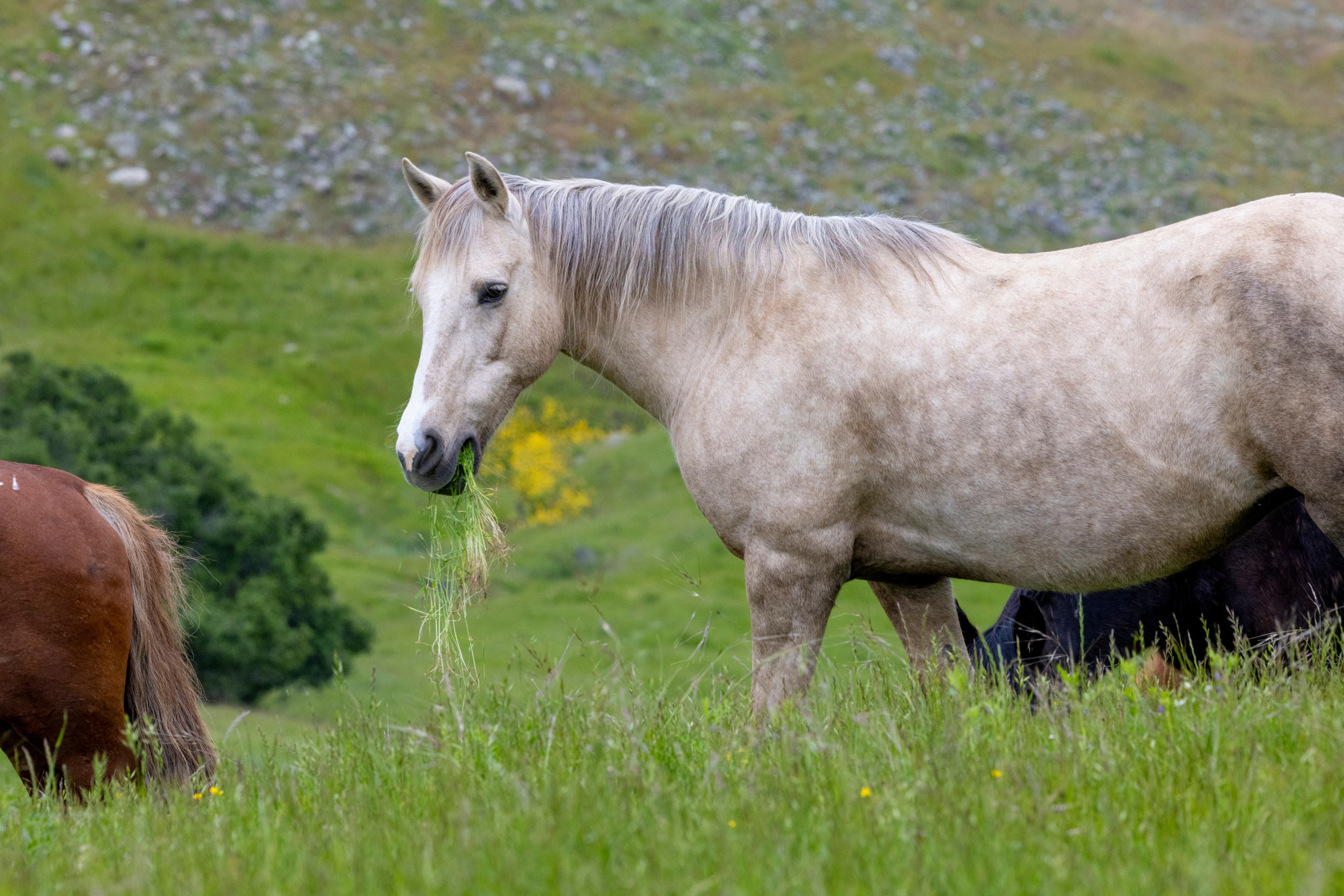 Contact your representative to saves Wyoming's Wild Horses