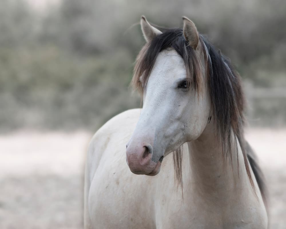 Write a short article about the condition of wild horses in your state