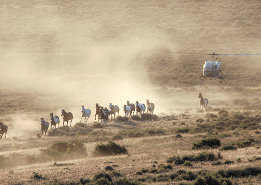 The BLM's Management System Is Broken